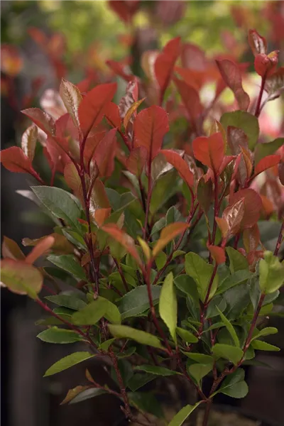 Photinia fraseri 'Little Red Robin'