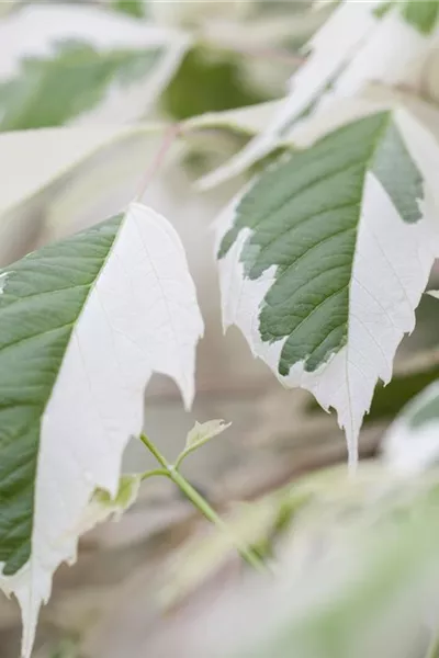 Acer negundo 'Flamingo'