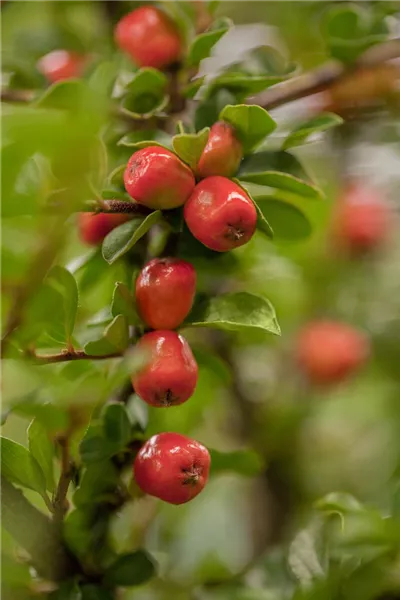 Cotoneaster dammeri 'Coral Beauty'