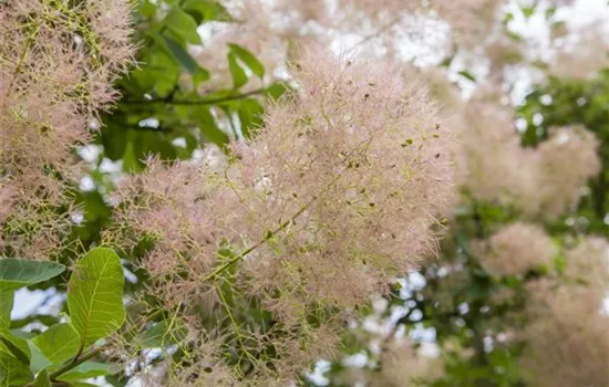 Cotinus coggygria 'Young Lady'