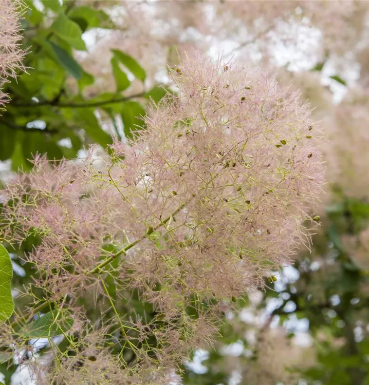 Cotinus coggygria 'Young Lady'