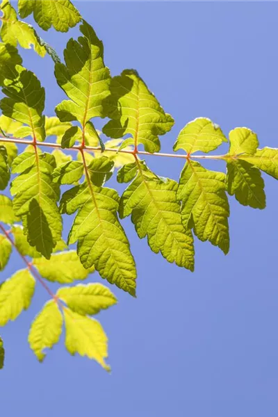 Koelreuteria paniculata