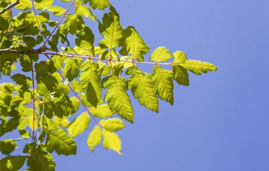 Koelreuteria paniculata' Coral Sun'