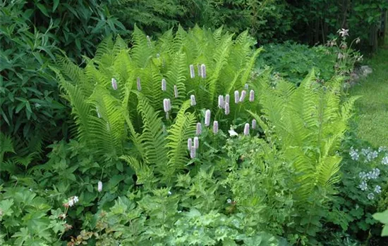 Dryopteris filix-mas