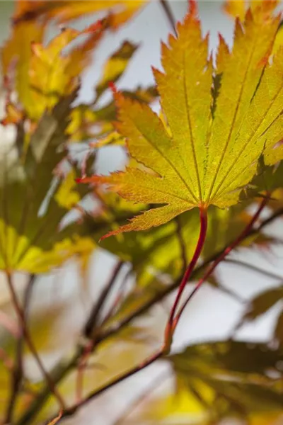 Acer palmatum