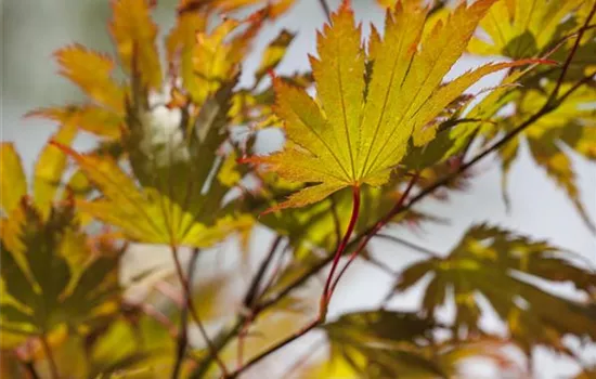 Acer palmatum