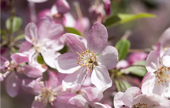 Malus 'Hillieri' 