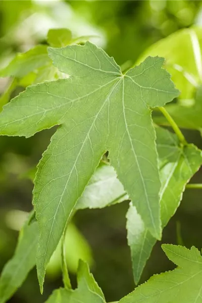 Liquidambar styraciflua 'Slender Silhouette'