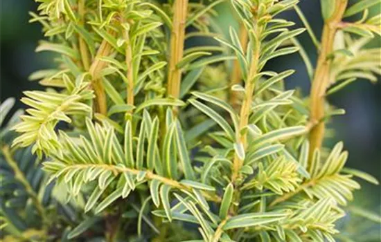 Taxus baccata 'Dovastonii Aurea'