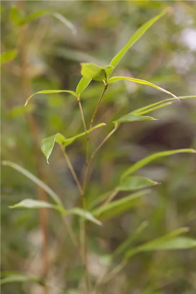 Phyllostachys aureosulcata spectabilis