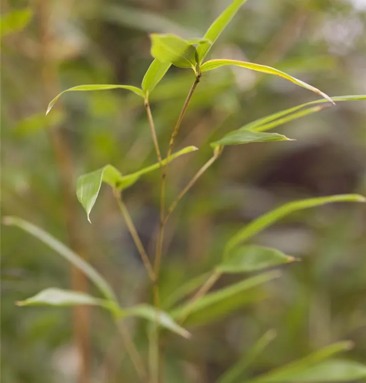 Phyllostachys aureosulcata spectabilis