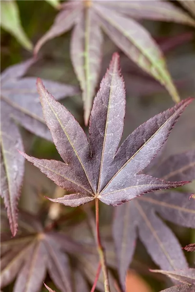 Acer palmatum 'Atropurpureum'