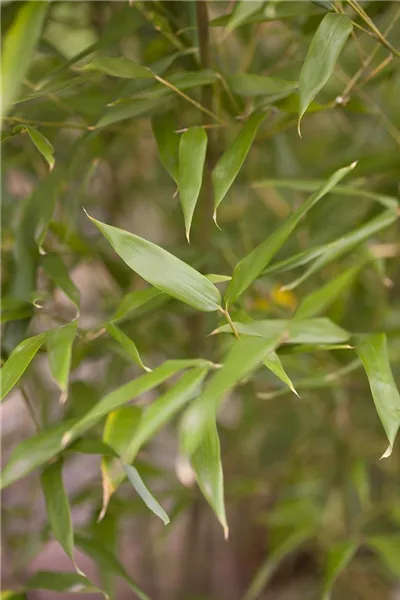 Phyllostachys bissetii