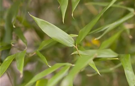 Phyllostachys bissetii