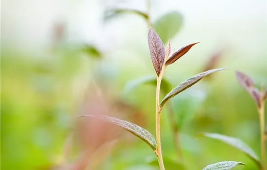 Cotoneaster bullatus