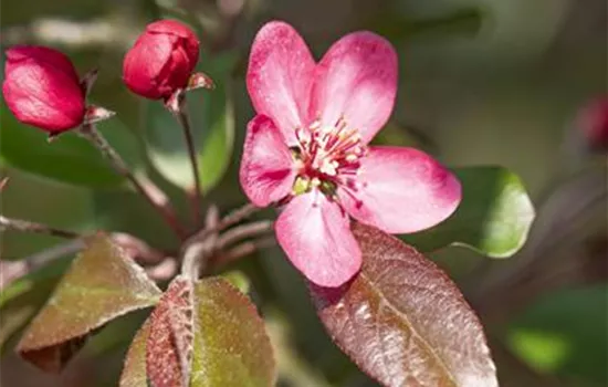 Malus 'Liset' 