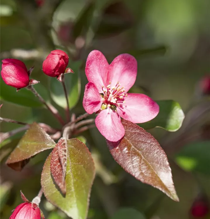 Zierapfel 'Liset'