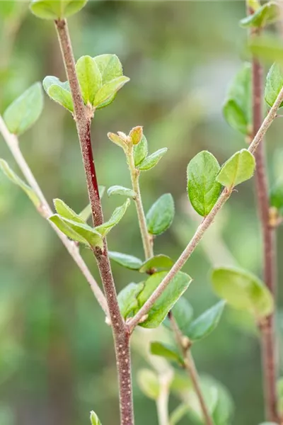 Cotoneaster dielsianus