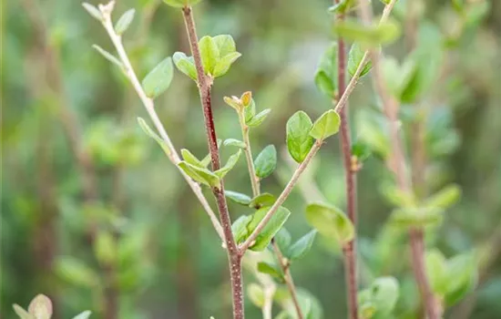 Cotoneaster dielsianus