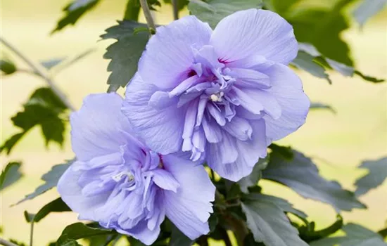 Hibiscus syriacus 'Blue Chiffon'