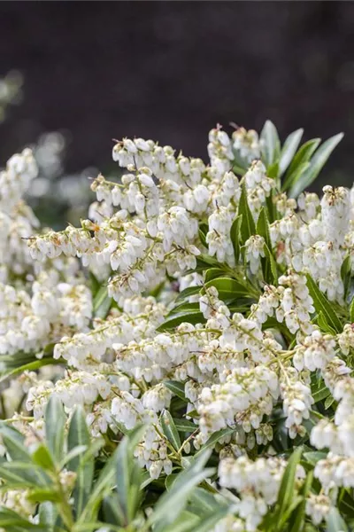 Pieris japonica 'Brouwers Beauty'