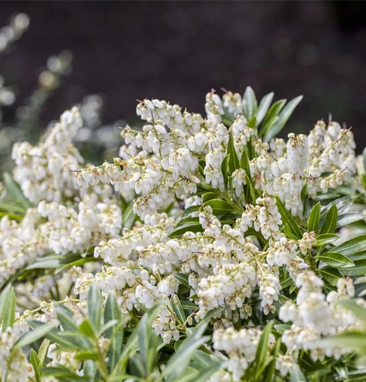 Pieris japonica 'Brouwers Beauty'