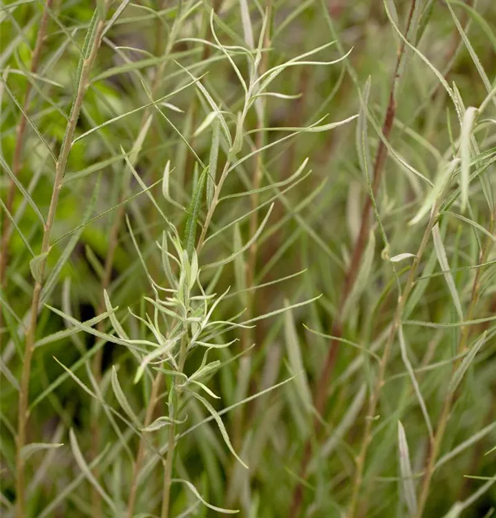 Salix rosmarinifolia