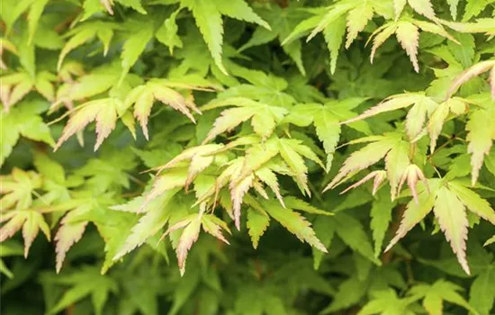 Acer palmatum 'Bi-hoo'