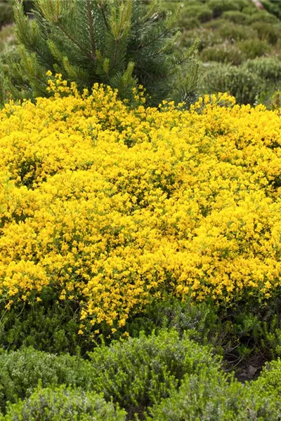 Cytisus beanii