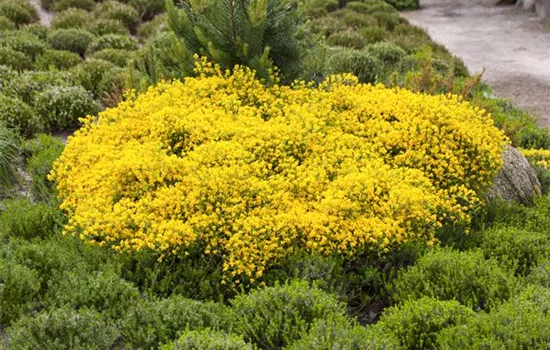 Cytisus beanii 'Osiris'