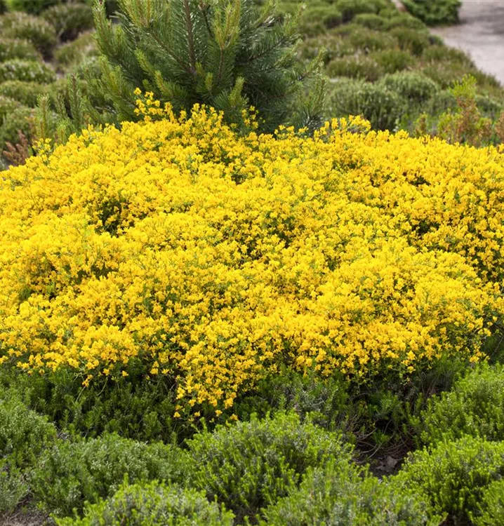 Cytisus beanii