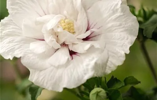 Hibiscus syriacus 'China Chiffon'