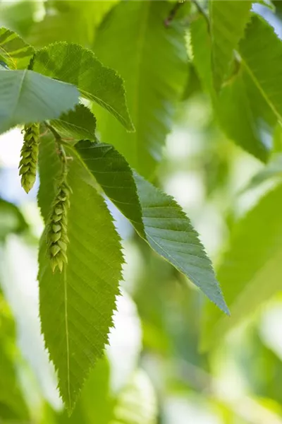 Carpinus betulus