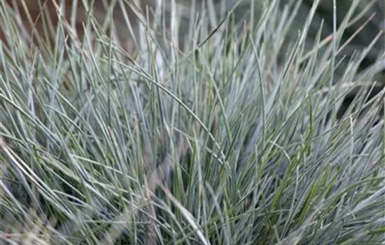 Festuca cinerea