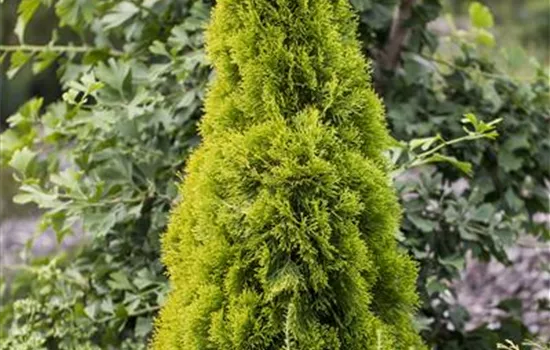 Thuja occidentalis 'Golden Smaragd'