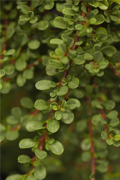 Cotoneaster microphyllus