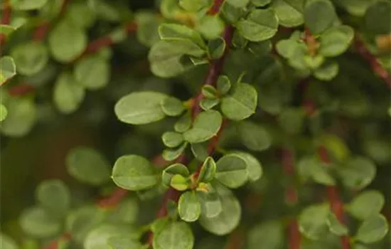 Cotoneaster microphyllus