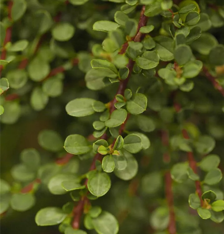 Cotoneaster microphyllus