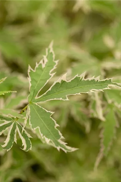 Acer palmatum 'Butterfly'