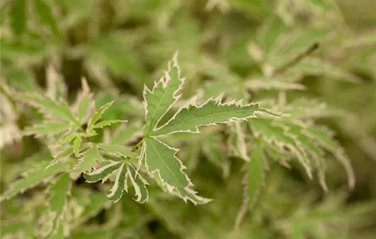 Acer palmatum 'Butterfly'