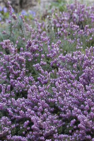 Erica carnea 