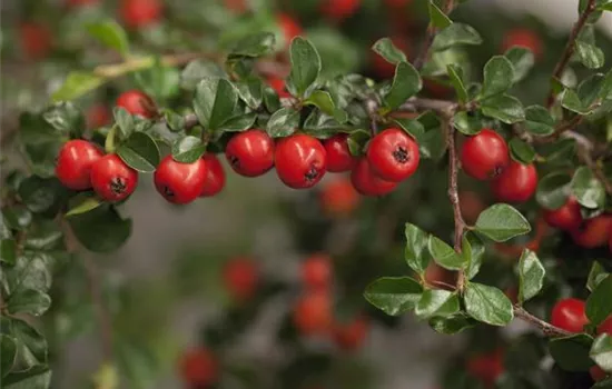 Cotoneaster praecox 'Boer'