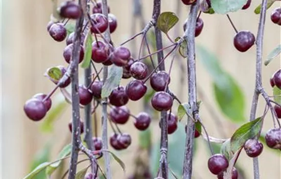 Malus 'Royal Beauty' 