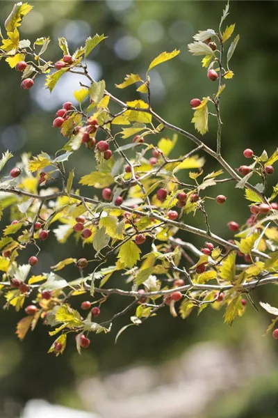 Crataegus monogyna