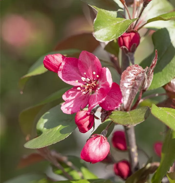 Zierapfel 'Royality'