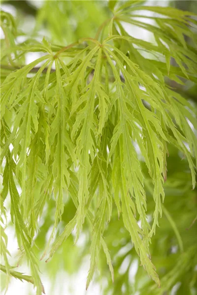 Acer palmatum 'Dissectum'