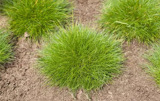 Festuca gautieri