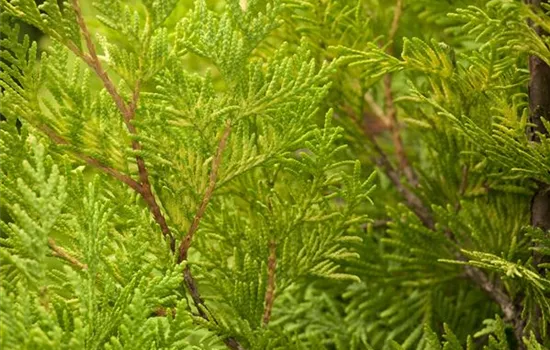 Thuja occidentalis 'Sunkist'