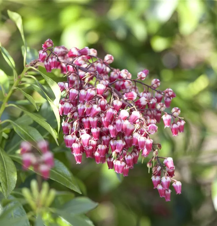 Pieris japonica 'Passion'