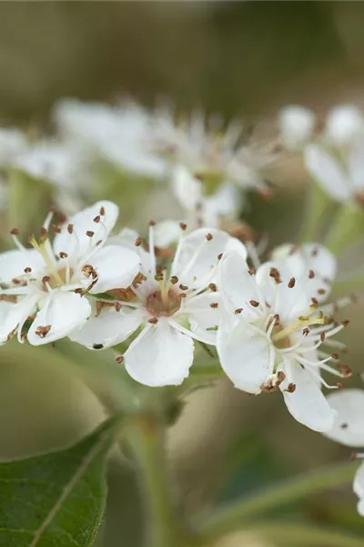 Crataegus lavallei 'Carrierei'